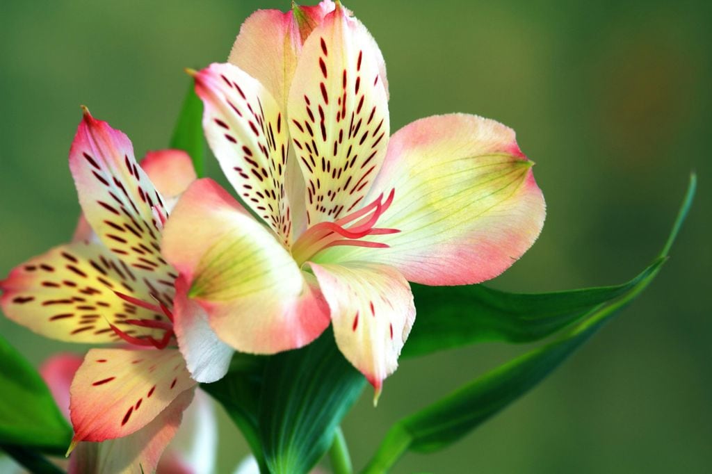 Macro de la flor del lirio de los Incas con sus hermosas flores moteadas