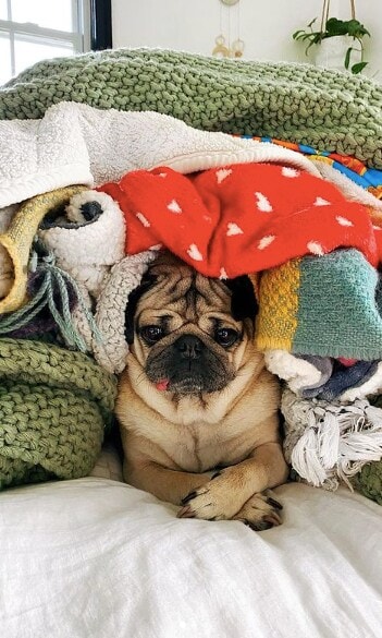 Doug The Pug, el famoso bulldog en todas las redes sociales