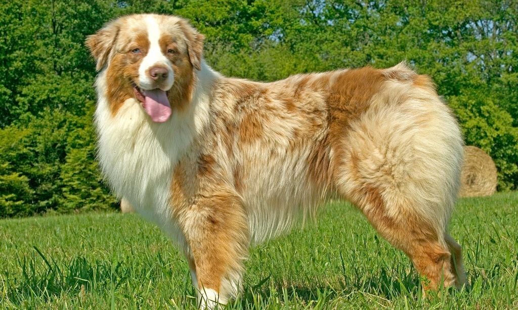 australian shepherd dog canis familiaris