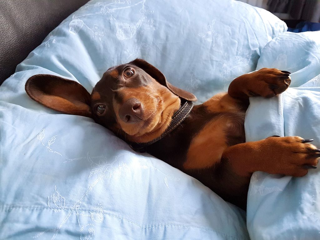 Dormir con el perro en la cama puede ser una opción segura si el animal está sano, educado y no altera el descanso
