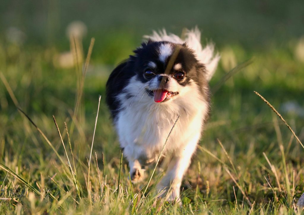 El chin japonés es un perro pequeño, tranquilo y muy adaptable, ideal para la vida en interiores y hogares con rutinas relajadas