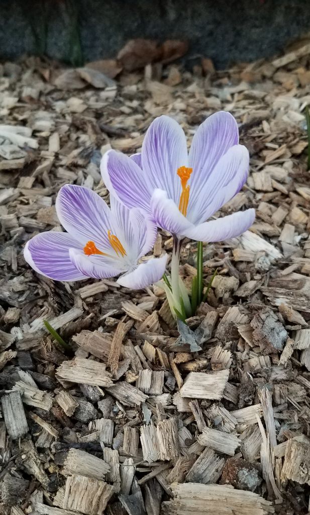 Acolchado orgánico para las flores del jardín