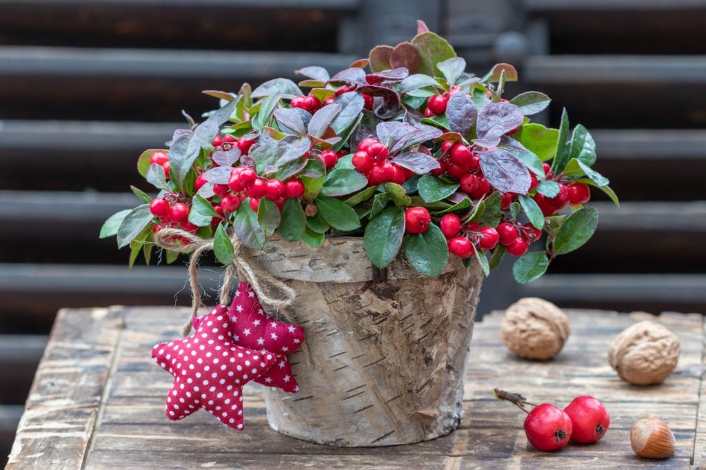 Gaulteria planta de Navidad