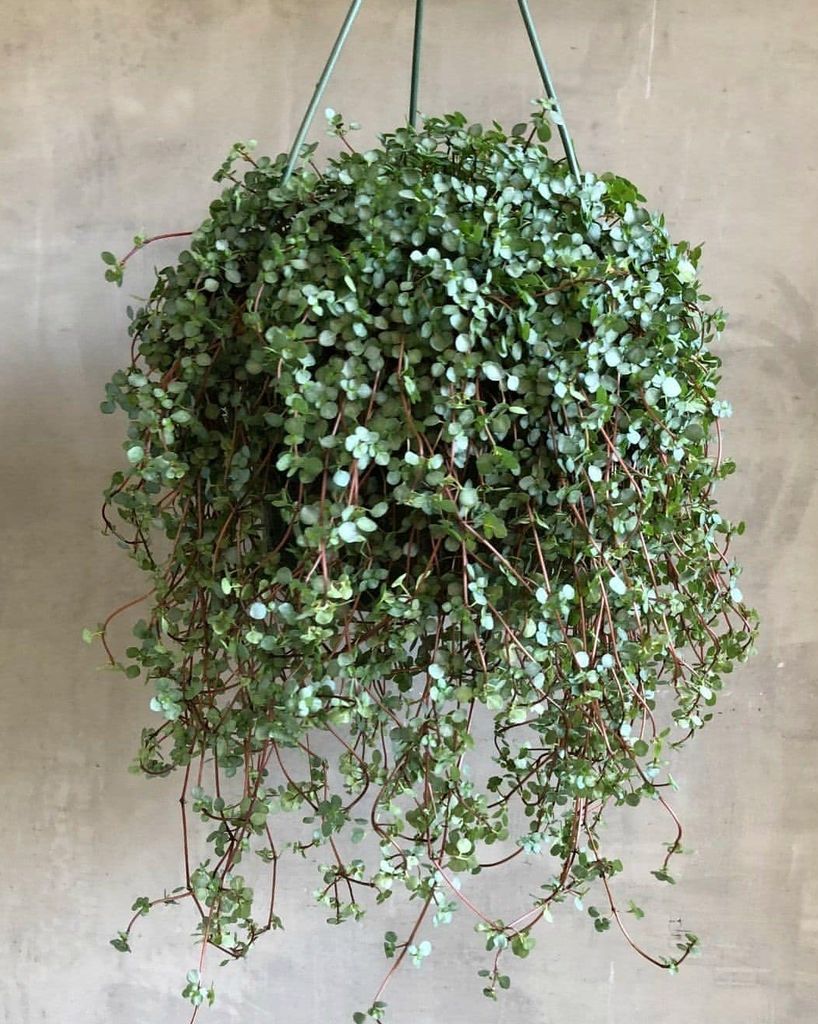 Pilea glauca