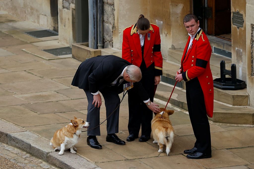 El príncipe Andrés saludando a los corgis reales