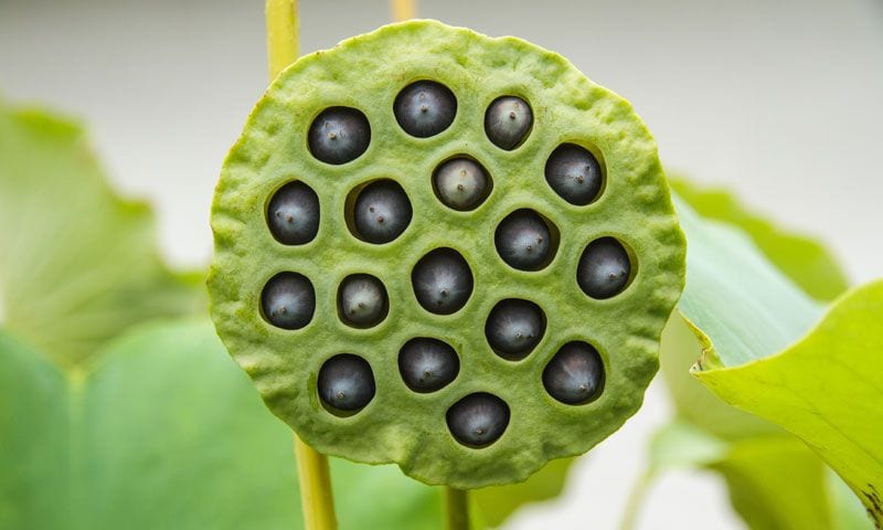 semilla de loto