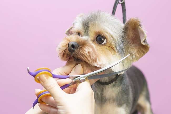 Cuidado con los cortes de pelo caninos en invierno