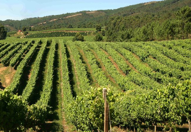En la imagen, los viñedos de las bodegas gallegas 'Terras Gauda'.

