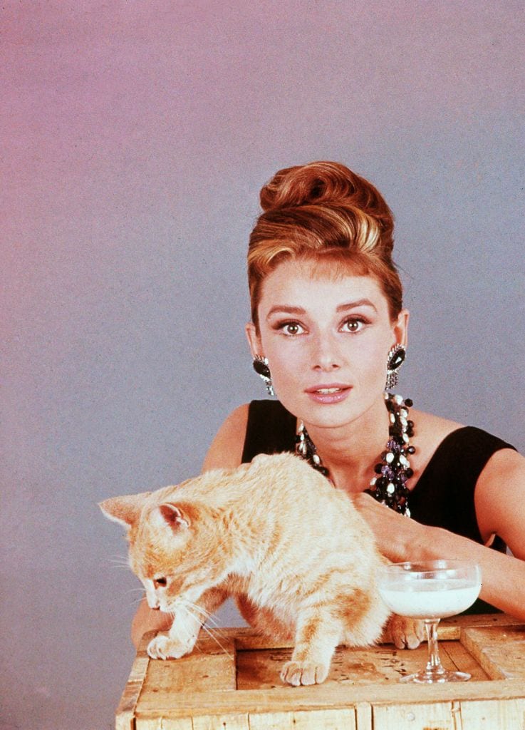 Orangey, un gatito famoso por ser "actor" de cine, junto a Audrey Hepburn en el set de "Breakfast At Tiffany's" en 1961.