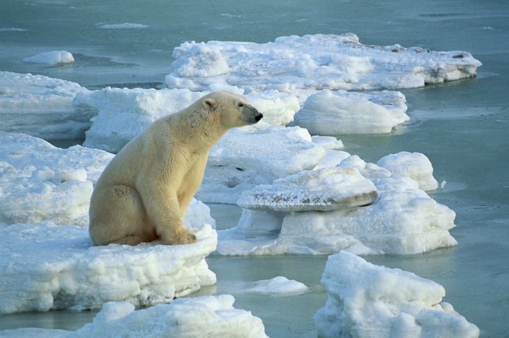 La quietud de este oso frente al lago helado ha alimentado teorías sobre su posible comportamiento contemplativo