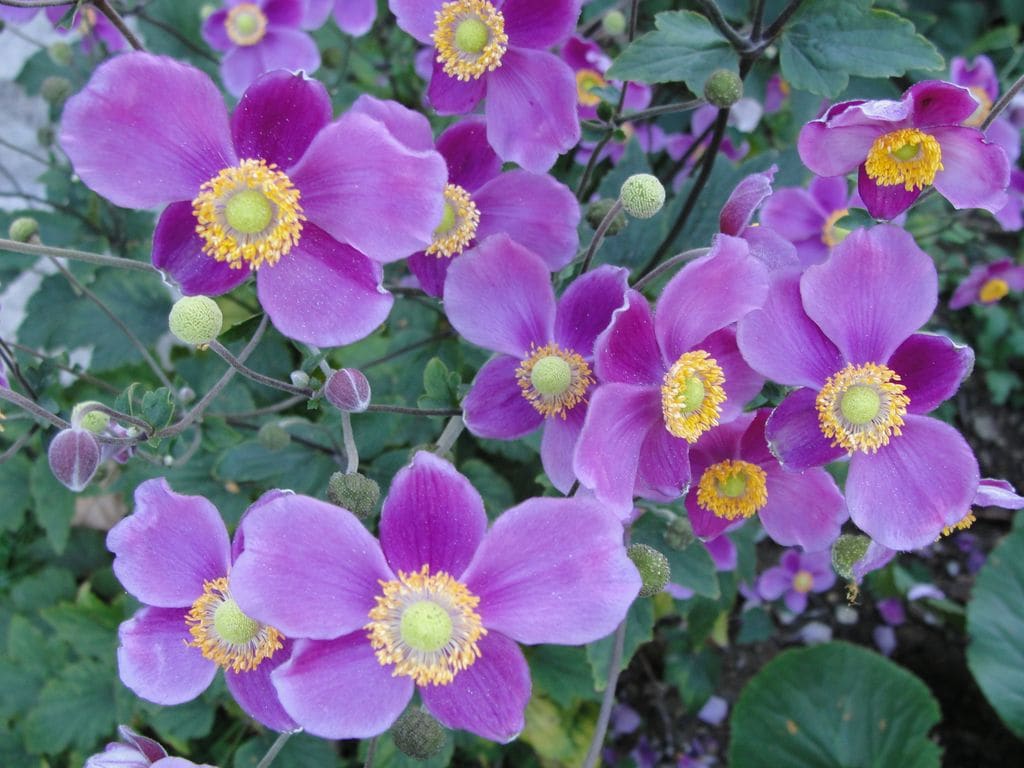 Flores púrpuras de las anémonas de Japón, de floración otoñal