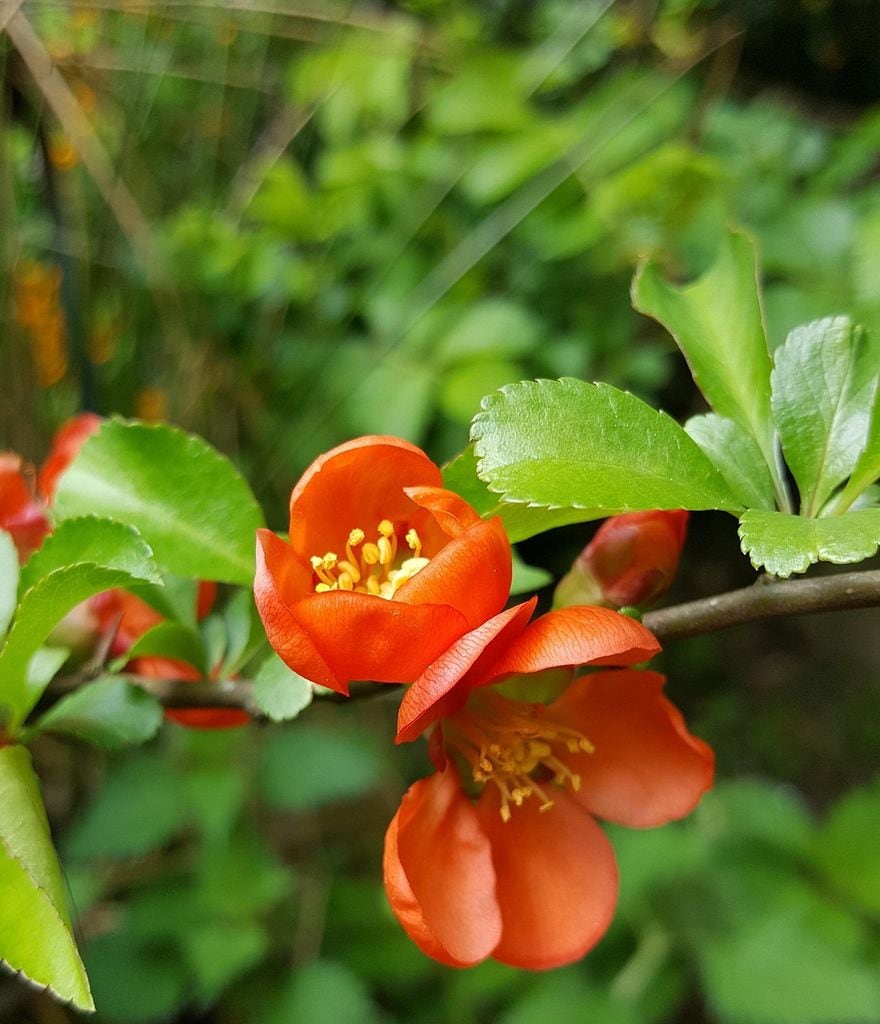 Escallonia rubra