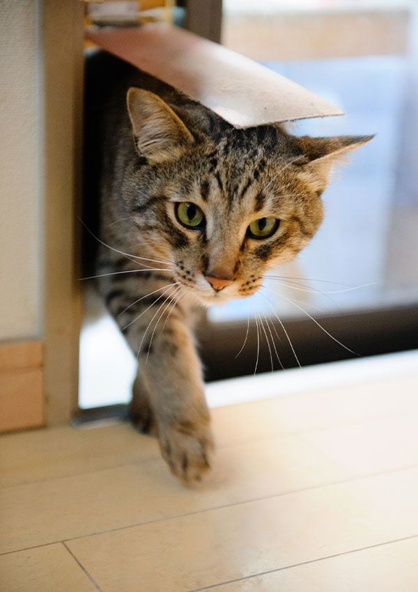 Un gato en una gatera