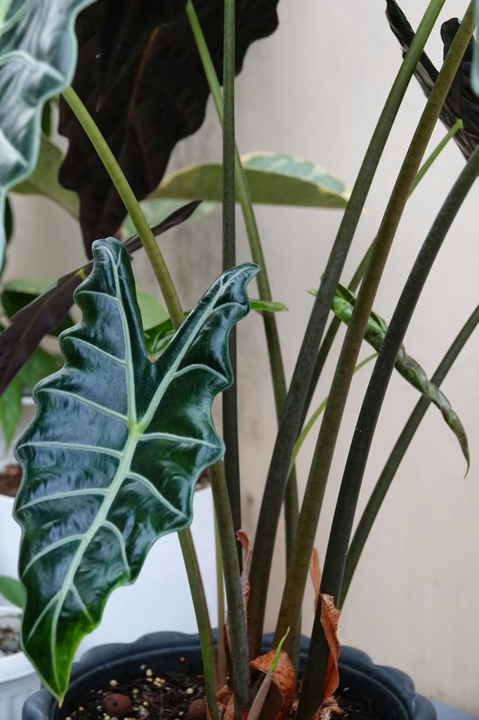 Alocasia Polly (‘Alocasia amazonica’), popular por sus llamativas hojas verde oscuro con venas plateadas/crema y un envés morado