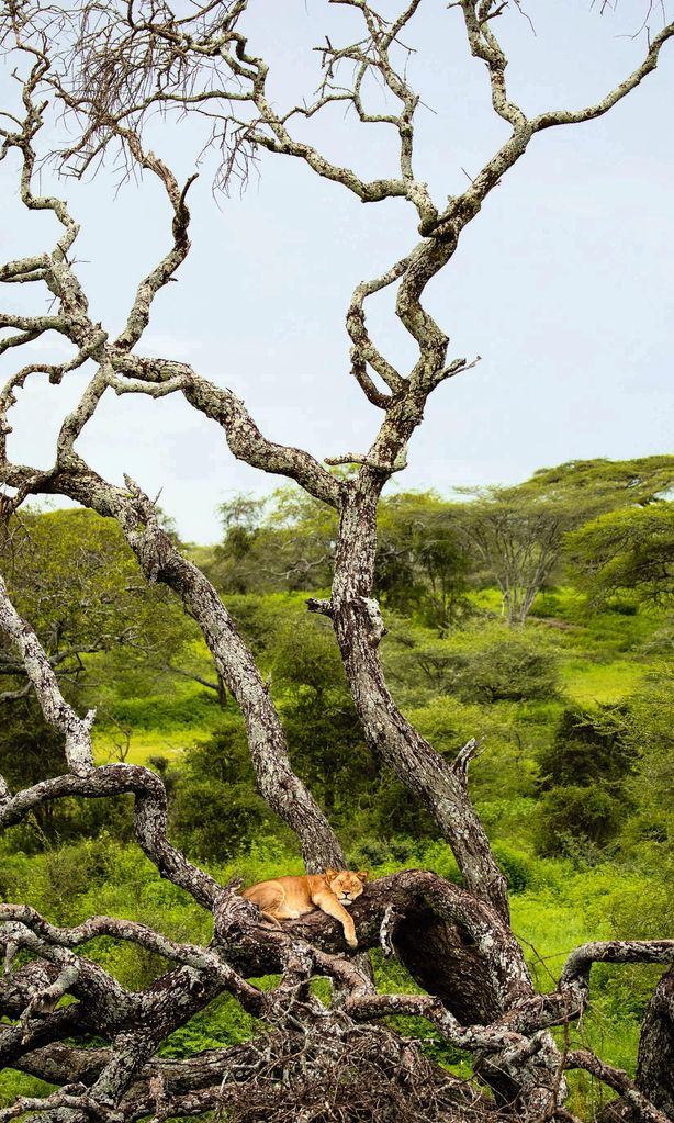 HOVIAJES Tanzania