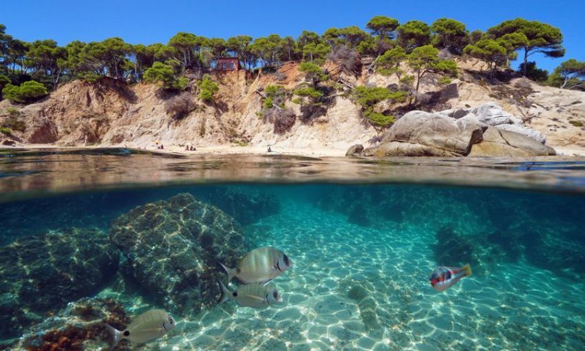 Pinos y acantilados de cala Bona.