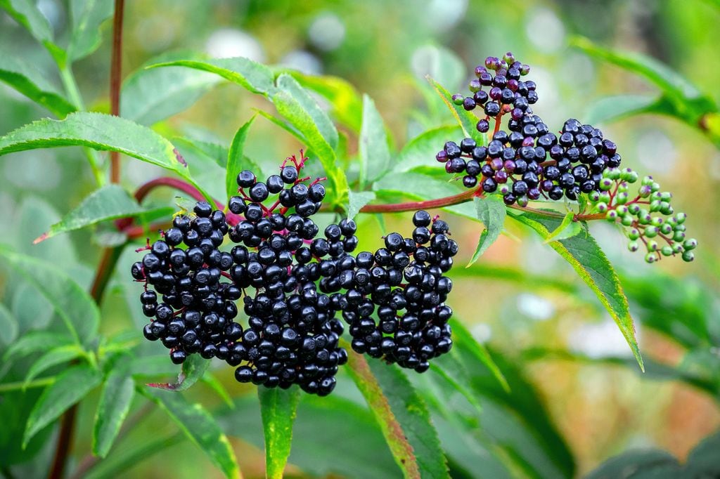 Saúco con frutos negros.