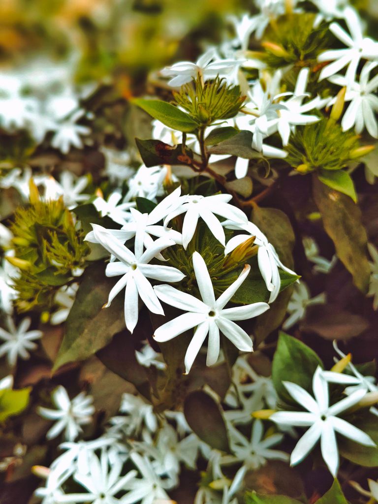 La consideramos una planta mediterránea pero no lo es, aunque está completamente naturalizada. Por ello el jazmín es una flor estrella en el verano en España