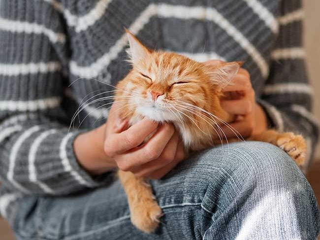 Esta es tu relación con tu mascota en función de tu signo zodiacal