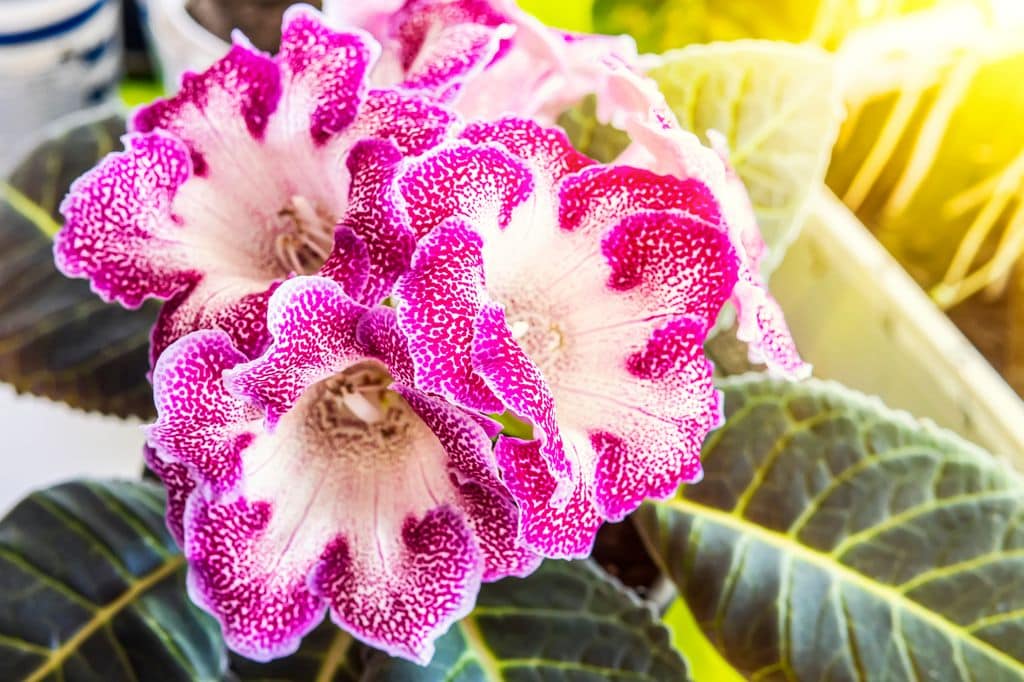 Gloxinia o Sinningia speciosa.