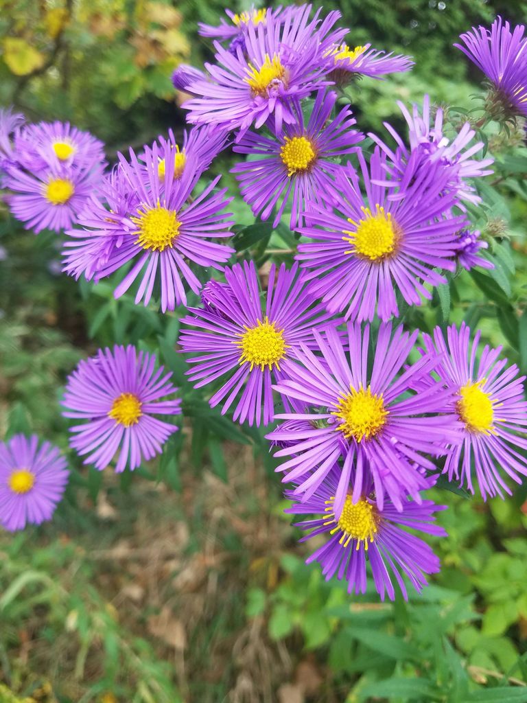 margaritas aster