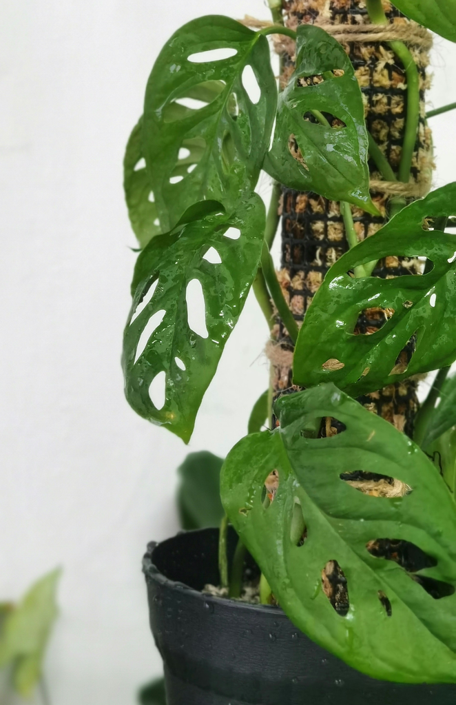 monstera-adansonii-una-gu-a-completa-para-cuidar-esta-joya-tropical