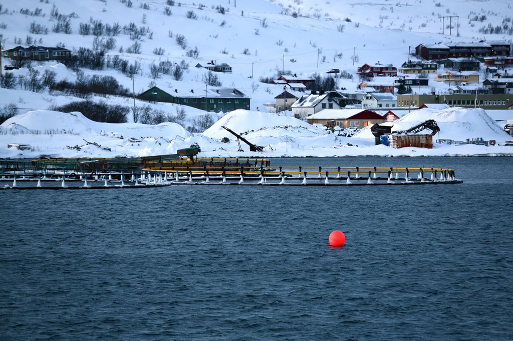 Noruega, líder mundial en acuicultura de salmón atlántico (54% de la producción global), cría sus salmones en jaulas marinas de fiordos fríos del centro y norte