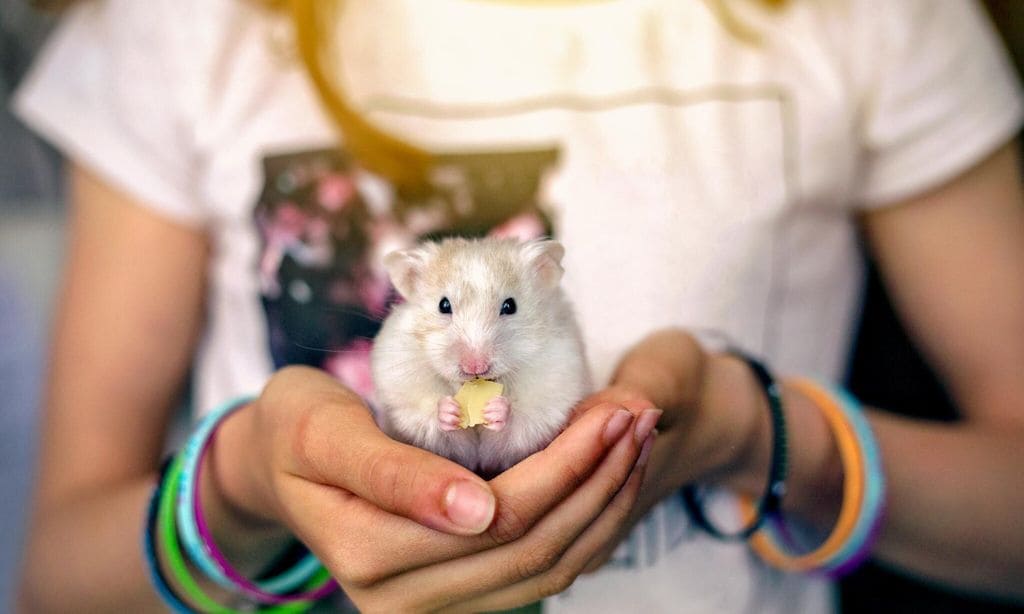 La clave de la felicidad es tener una mascota en tu vida
