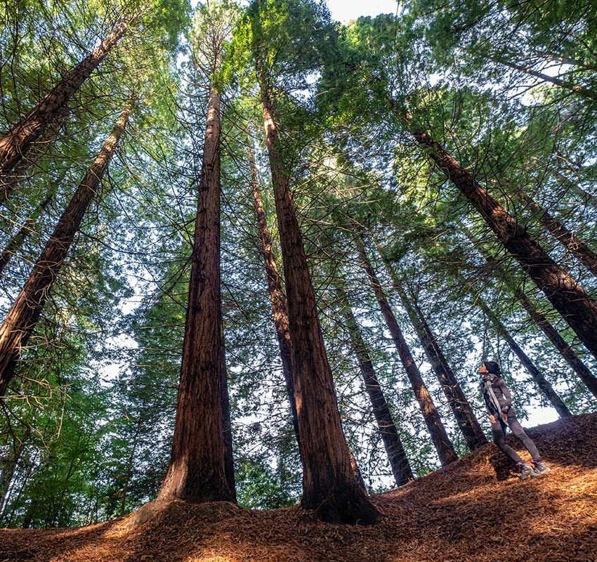 Bosque de secuoyas gigantes de Cabezón de la Sal, Cantabria