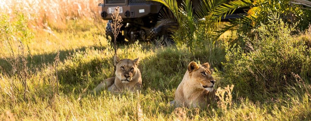 Botswana ¡HOLA! Viajes