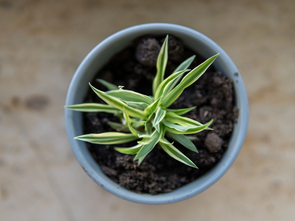 Chlorophytum comosum, planta malamadre