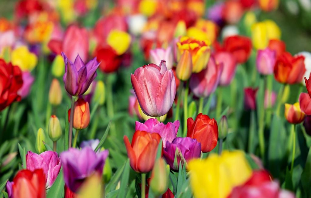 Tulipán