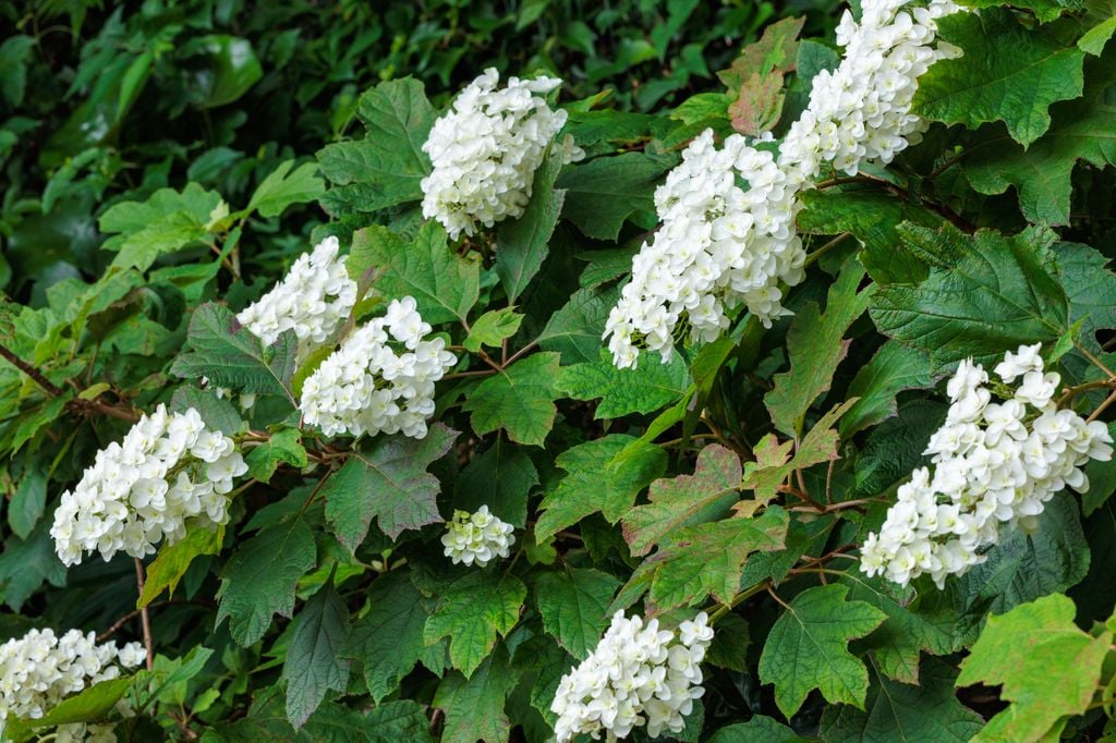 Hydrangea quercifolia u hortensia hoja de roble. 