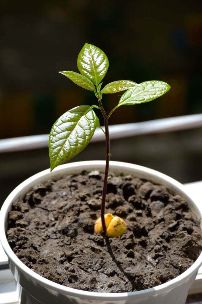 Planta de aguacate