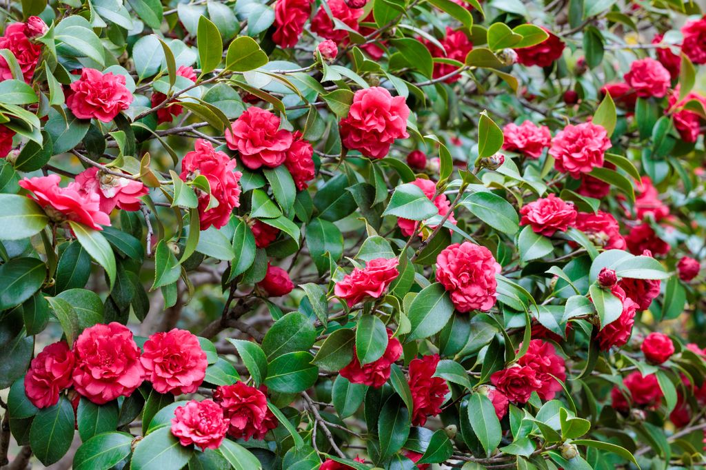 Arbusto con flor camelia