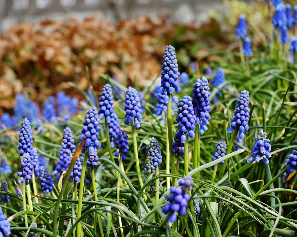 Muscari