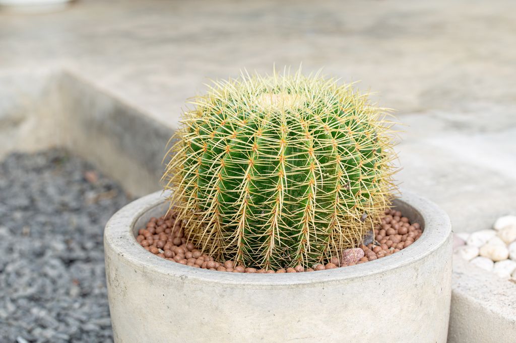 Cactus erizo (‘Echinocactus grusonii’) en un jardín doméstico