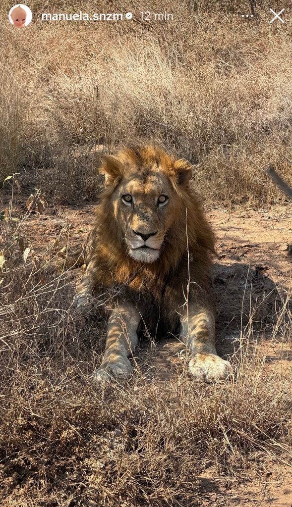 Manuela captó algunos de los animales que vieron en su día de safari, como un león.