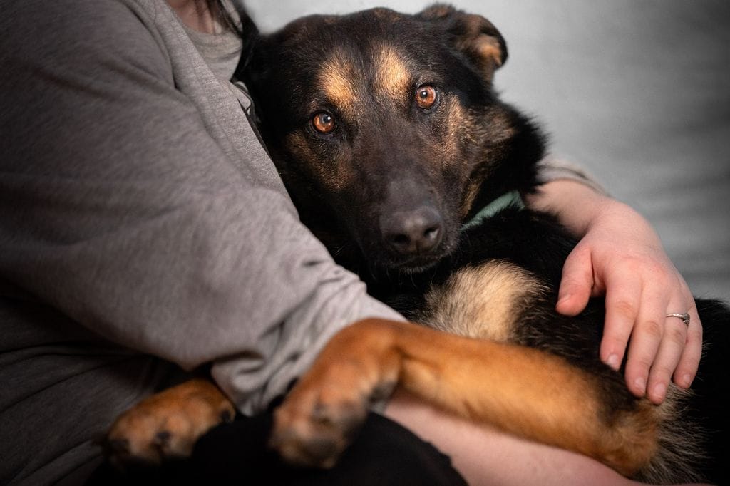 Perro acurrucado en los brazos de su dueño 