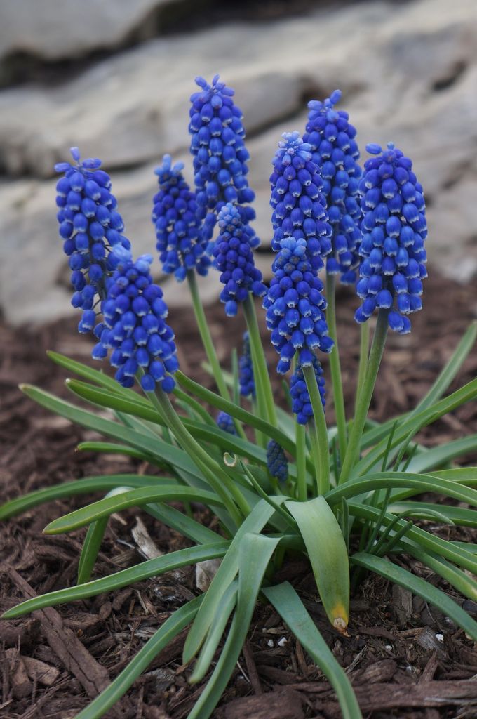 Flores de muscari