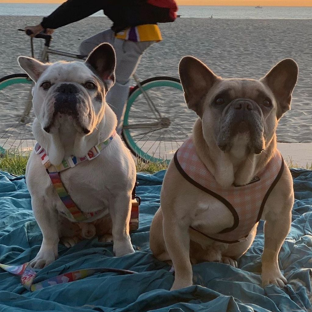 Lady Gaga y sus bulldog