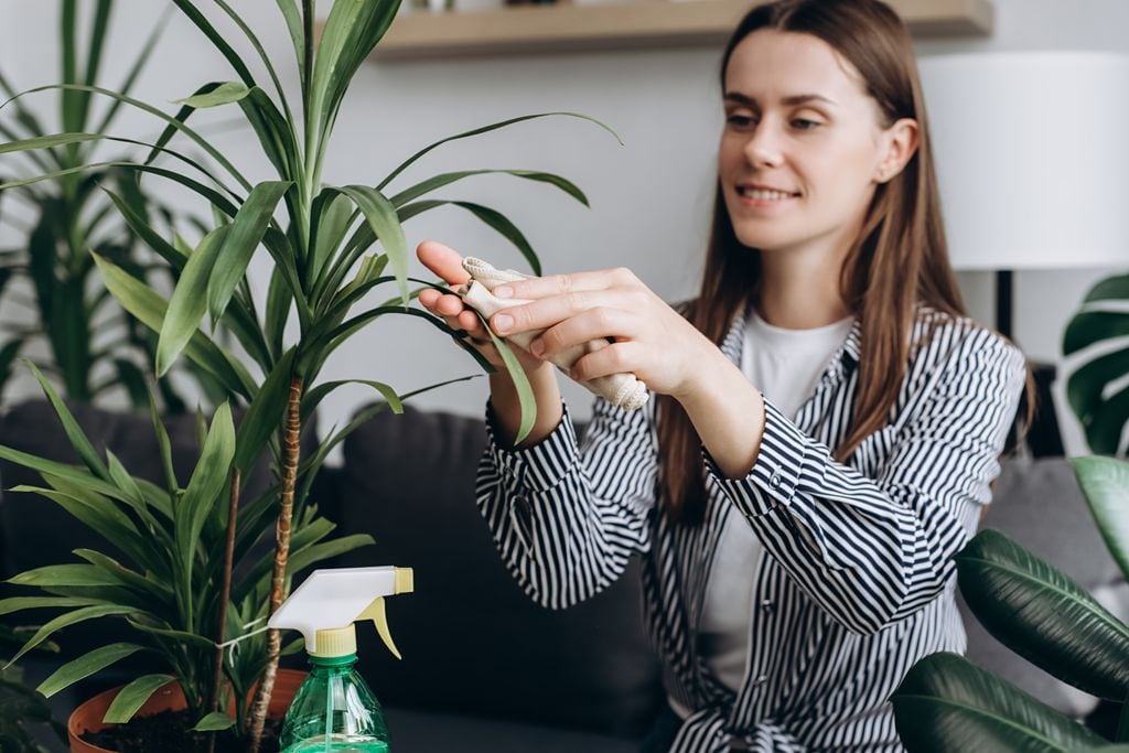 Mujer limpiando las hojas de una planta