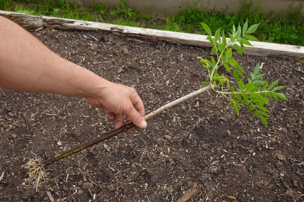 Jardinero sosteniendo un esqueje de saúco enraizado para plantar