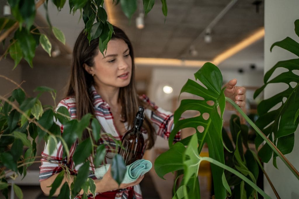 Mujer limpiando las hojas de una planta.