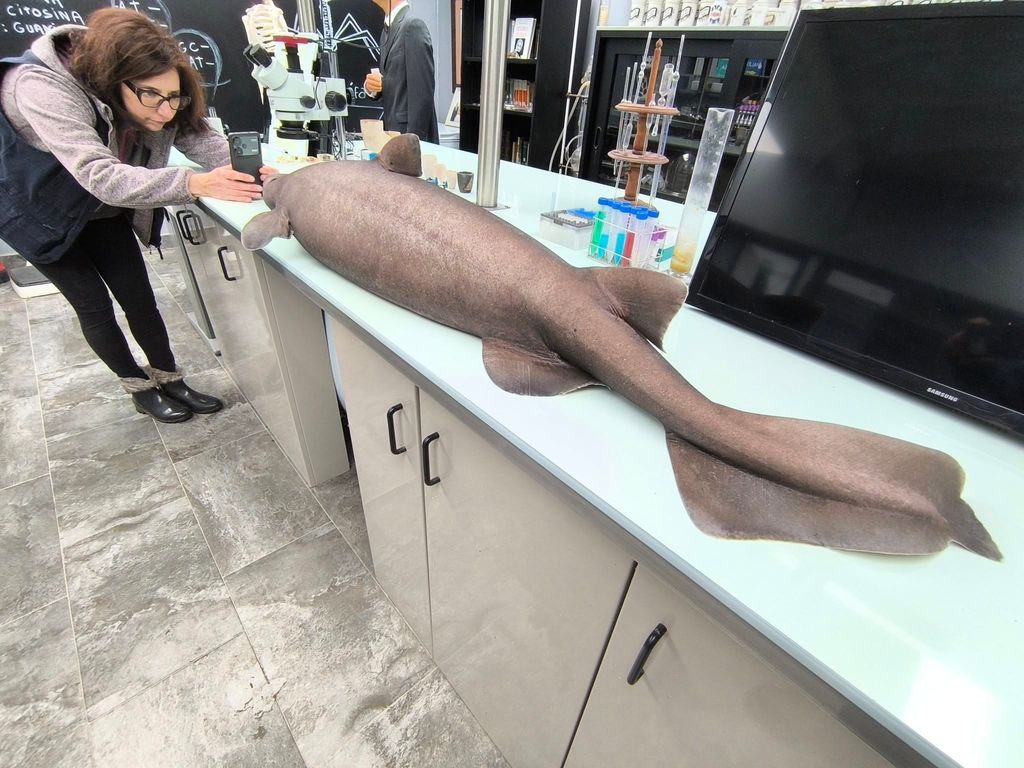 Los expertos apuntan a una captura accidental con palangre como causa más probable de la muerte del animal.