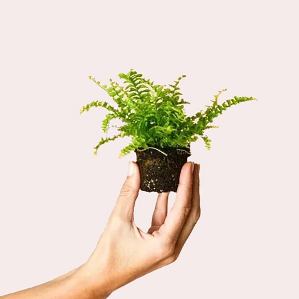 Helecho Mini Pur Plant
