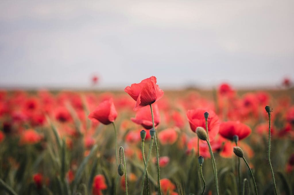 Amapola o Papaver