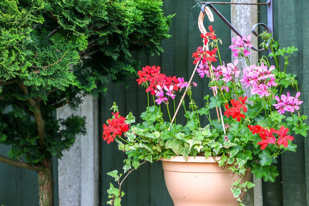 Gitanilla o geranio hiedra (‘Pelargonium peltatum’) en maceta
