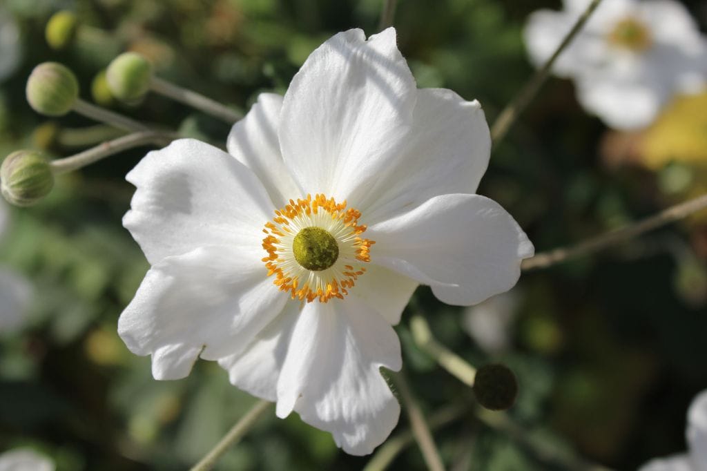 Toma cercana en detalla de una flor blanca de la anémona de otoño