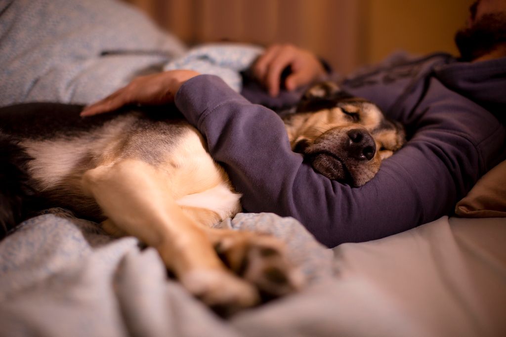 Perro descansando junto a su dueño 